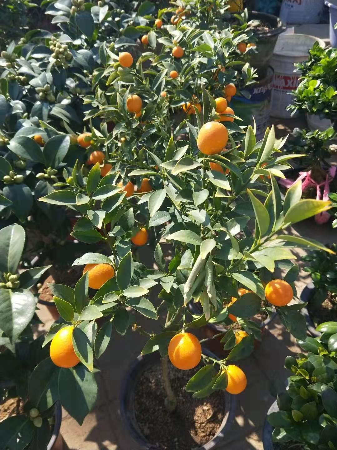 天津哪里有多肉卖,天津市多肉植物基地在哪里