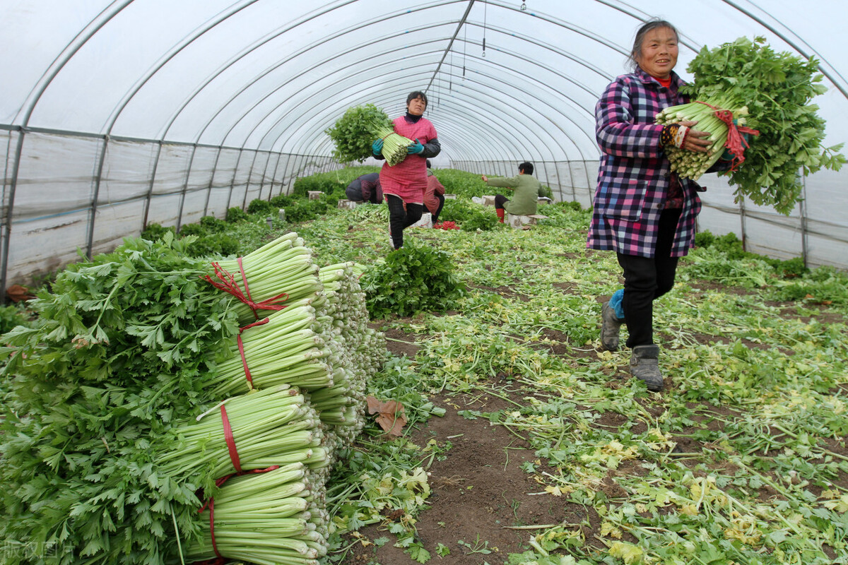 农民收入低除了种地还有什么出路,未来农村种地的出路