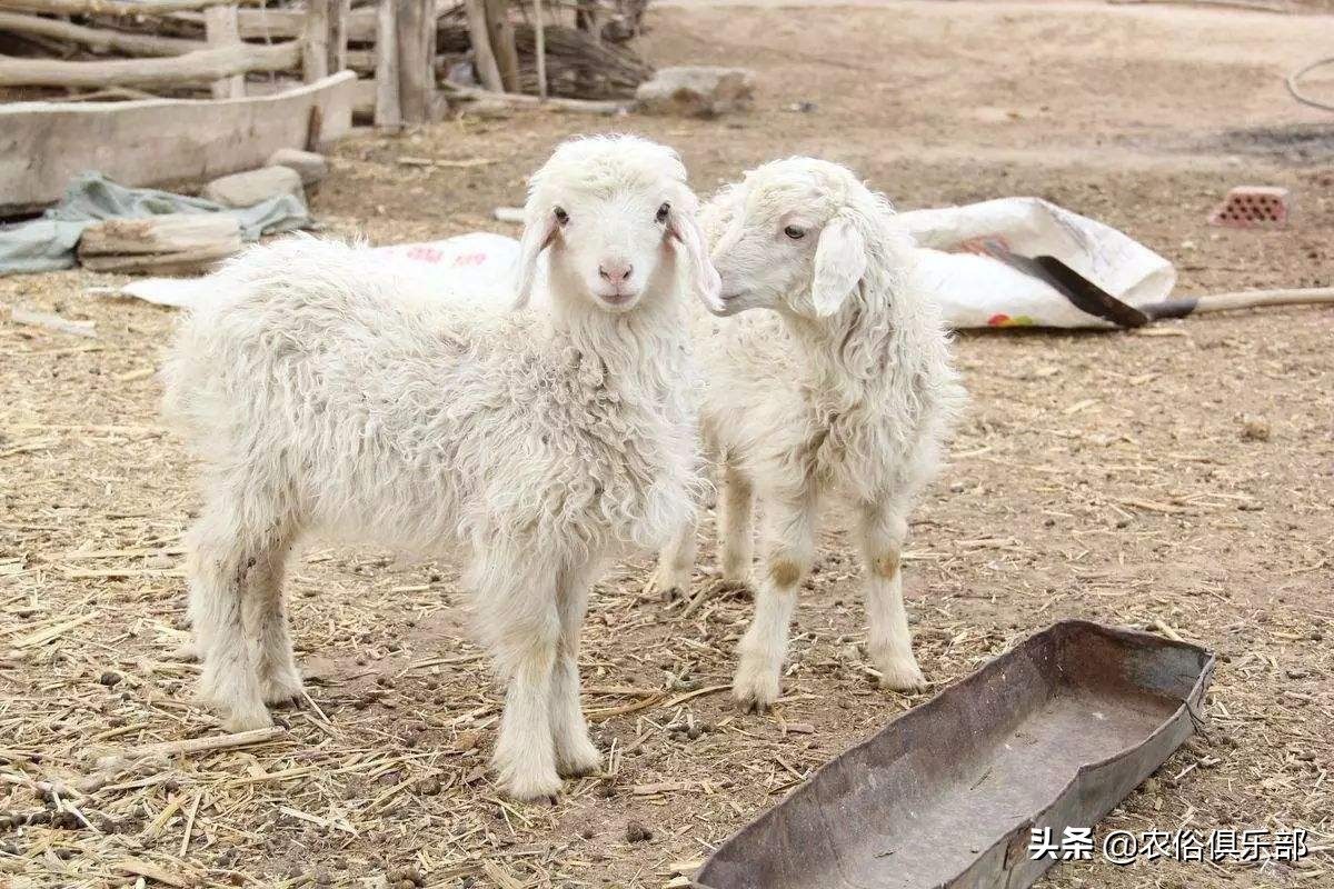 养牛和养羊哪个好养哪个挣钱,养羊和养牛哪个更赚钱前途好