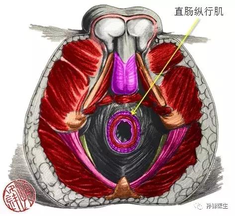 医学笔记︱男性会阴部的肌肉系统（中肛管水平）：（下）