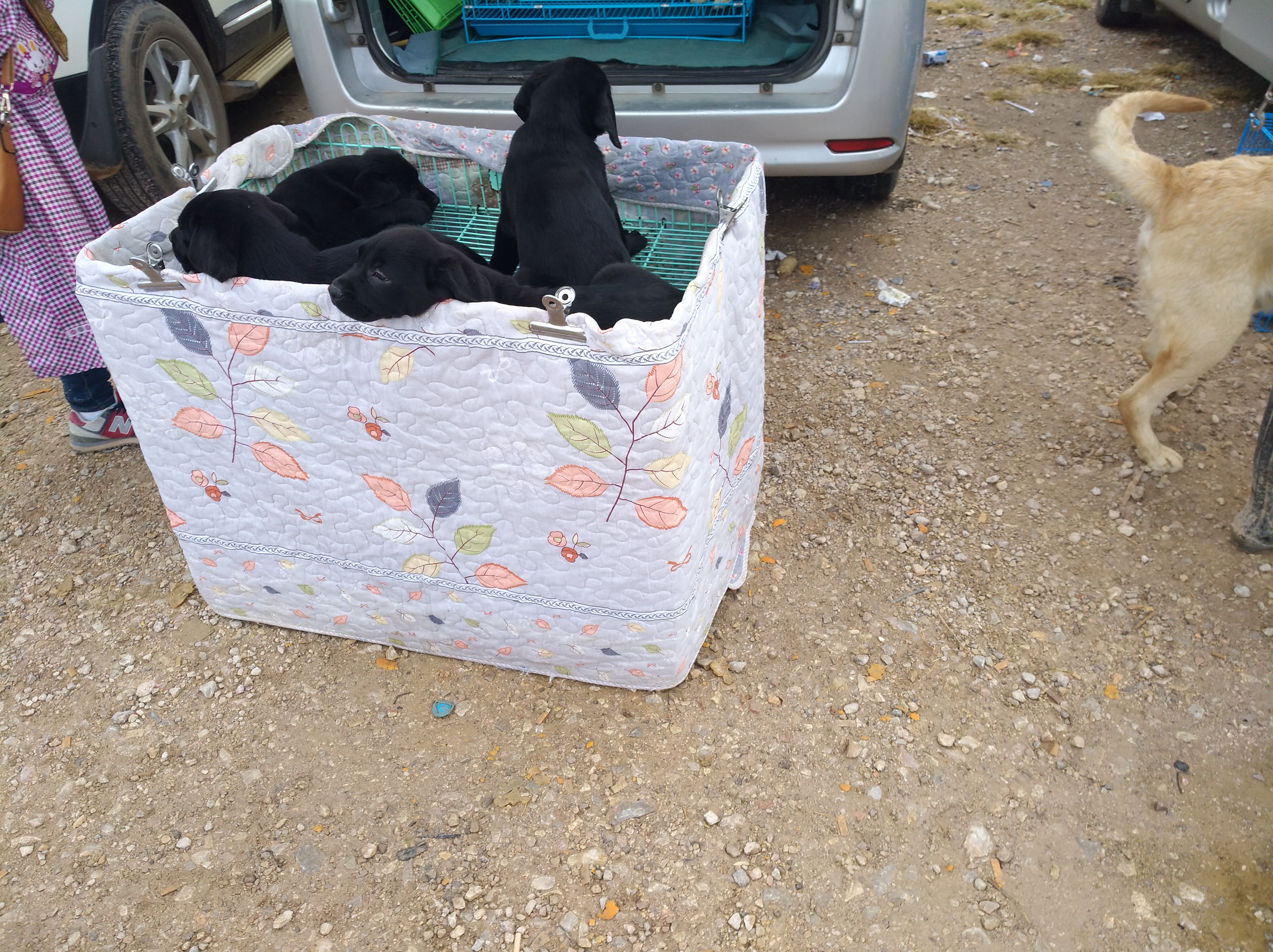 拉布拉多走丢被狗贩子捉到,拉布拉多犬走丢又找到家了