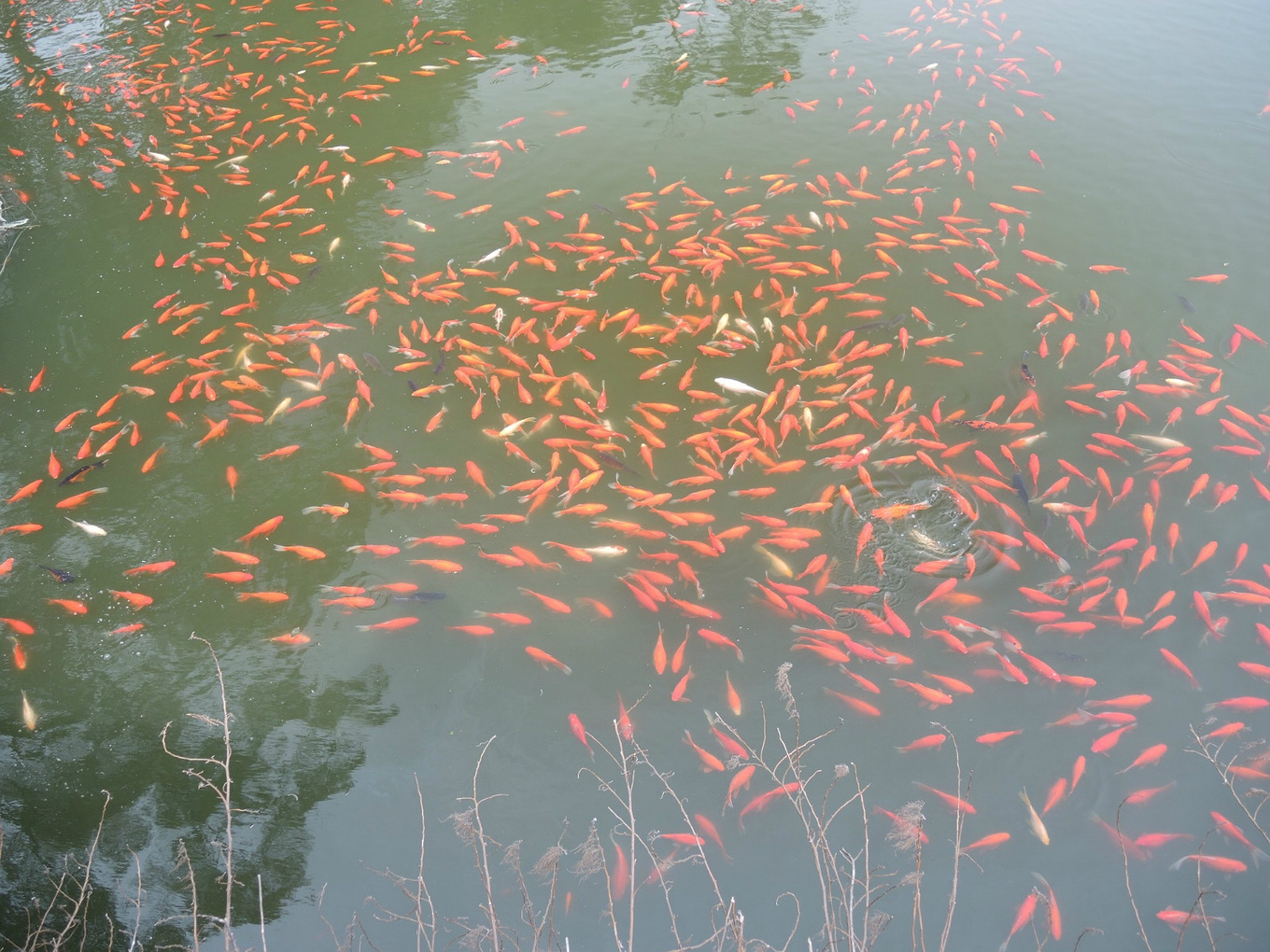 自助旅行普陀山,普陀山旅行