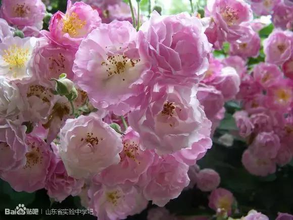 在济南，有种青春叫省实验！