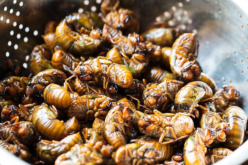 金蝉吃了有什么好处,金蝉到底能不能吃