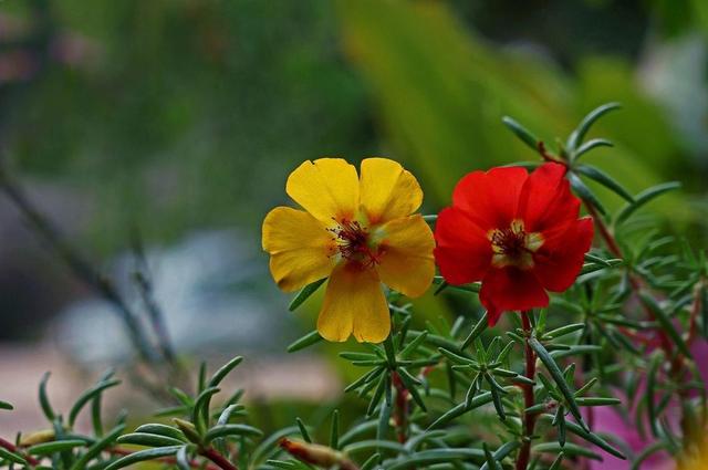太阳花长势强壮怎么不开花,太阳花根系蔫了怎么回事