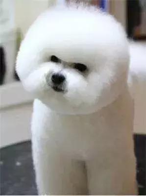 福懋宠物医院驱虫,福懋宠物医院母狗绝育