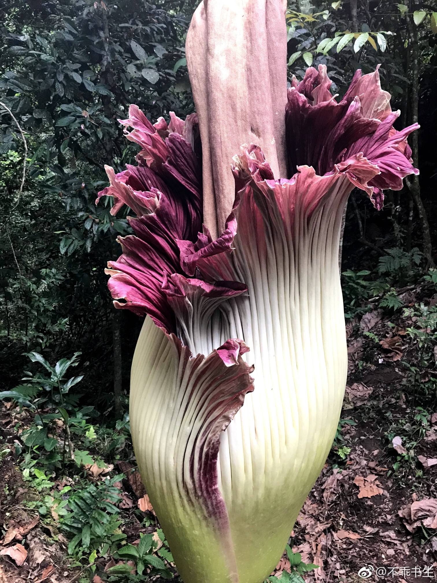 罕见的奇花异草 (160种奇花异草绝对有你没见过的)