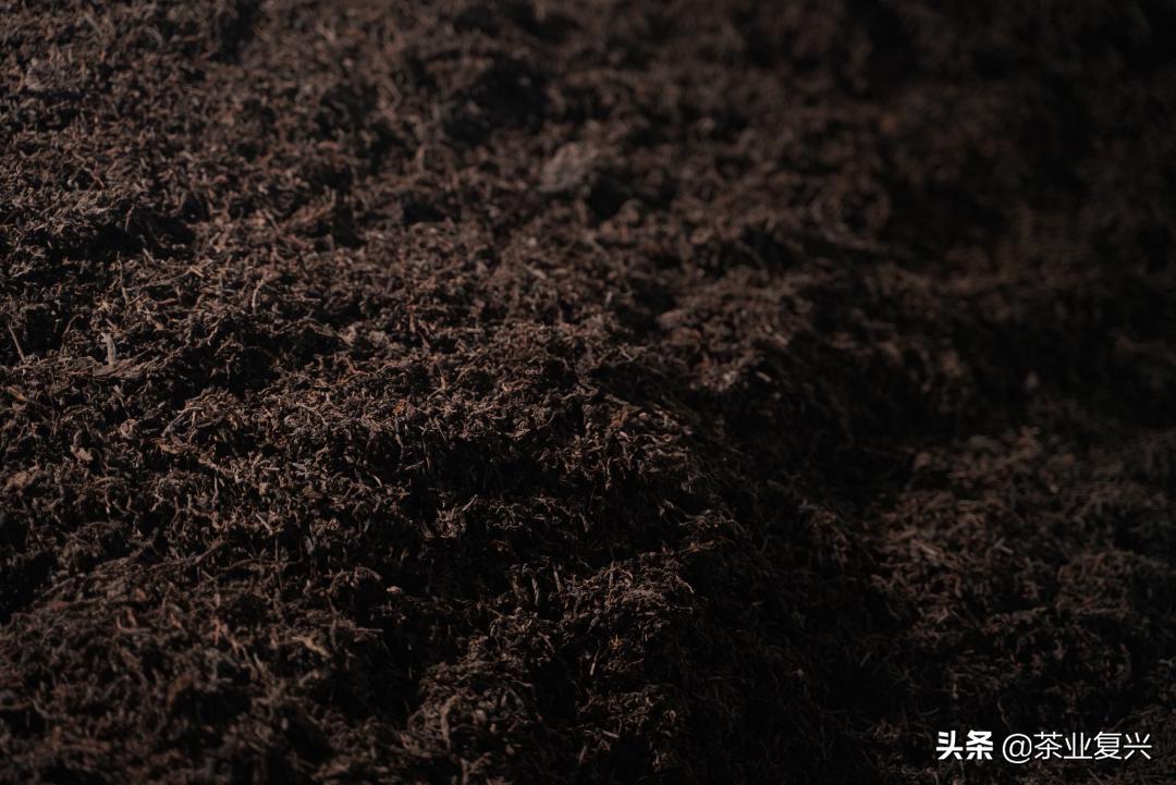 如果没有会喝易武茶的人，好茶的存在就没有意义