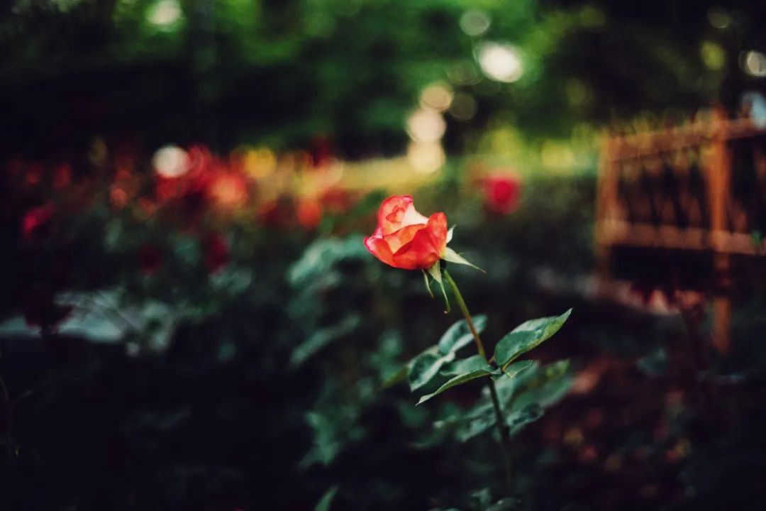 为什么这么多人捧华为,为什么这么多人养异宠