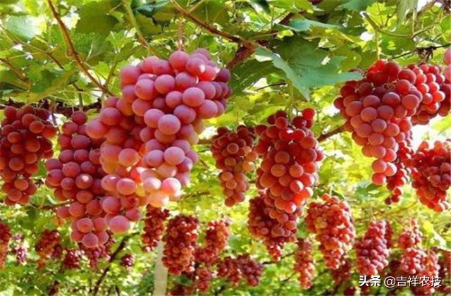 红提温室葡萄栽培技术视频,平架红提葡萄栽培技术