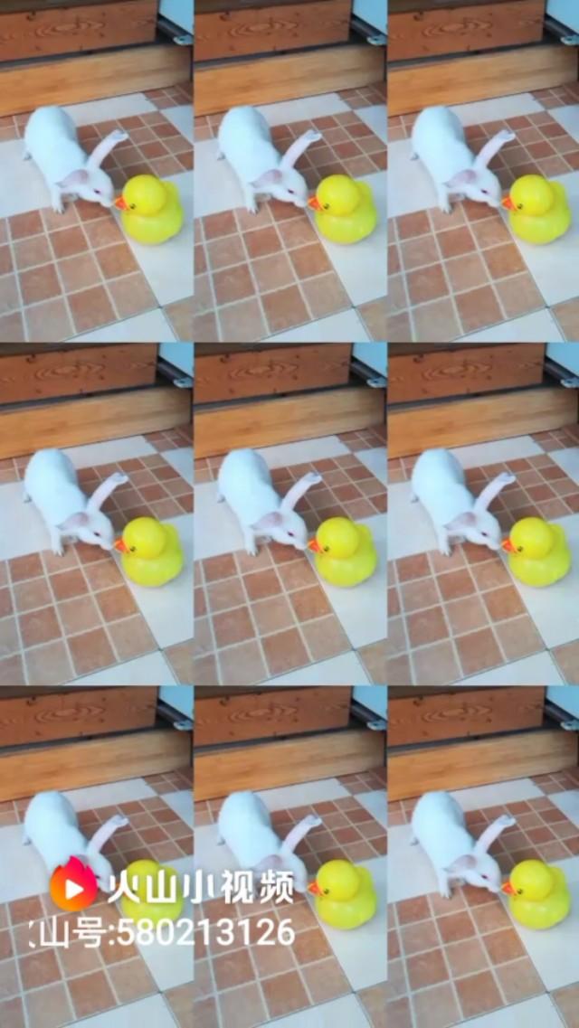 写小兔子生活习性,小兔子生活习性视频