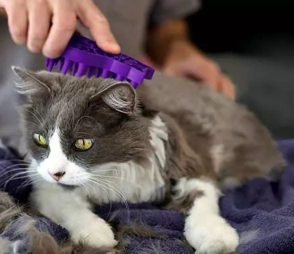猫咪脱毛季有什么办法防止毛乱飞,家里猫毛满天飞怎么弄