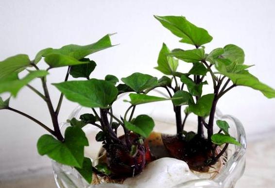 秋天怎么水培养万年红,秋季如何水培月季