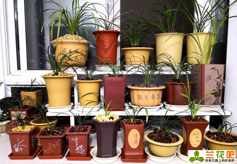 新手栽兰花配土方法,新手买什么兰花最好