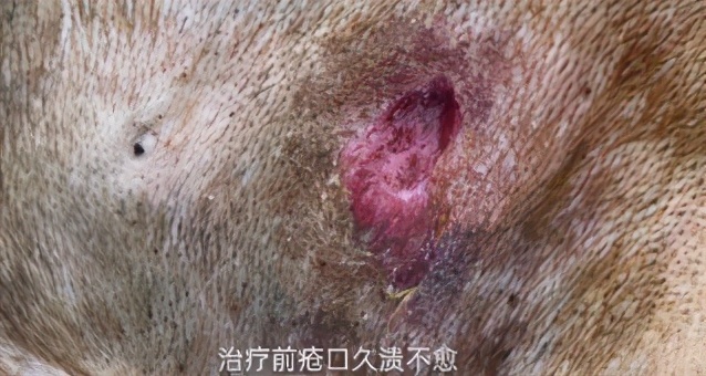 中兽医针灸疗法,中兽医验方与妙用精编