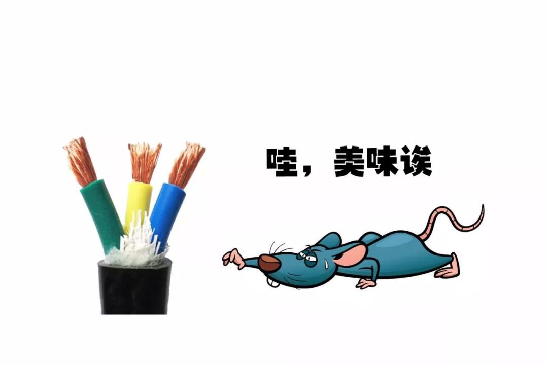 巴黎圣母院两个塔坍塌,一场大火毁了巴黎圣母院