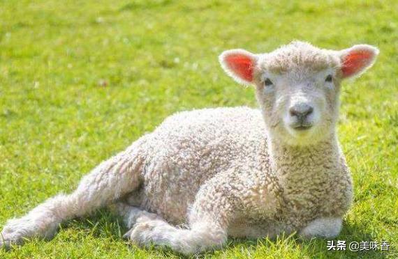 怎么治疗羊铜中毒,羊钴缺乏什么症状