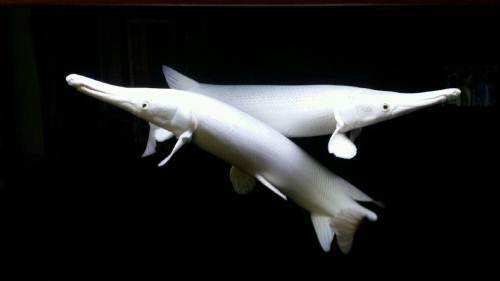 建议穷人养的10种中型观赏鱼,十大养不死的观赏鱼排名