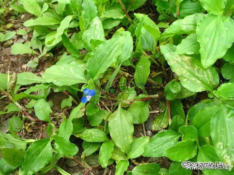 农村身边常见中草药不要错过这些宝贝！