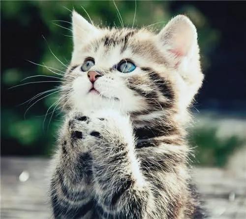 猫与女人相似之处,猫像女人