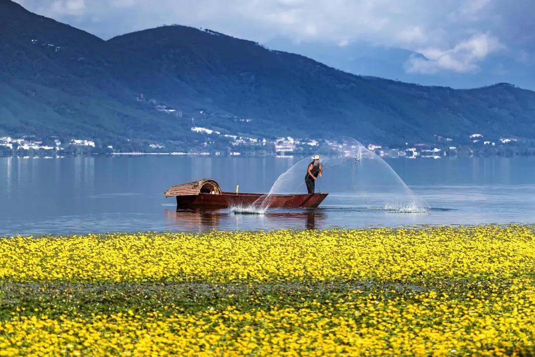 西昌邛海湿地的网红打卡树风景,邛海最美景点