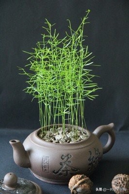 文竹养鱼缸能净化水质吗,文竹盆栽好养吗