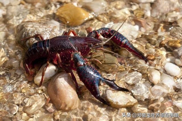 小龙虾怎么养殖存活时间最长,小龙虾养殖是浅水好还是深水好