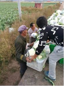 菜花大王孙燕燕——一事业发展靠诚信扶贫路上有担当