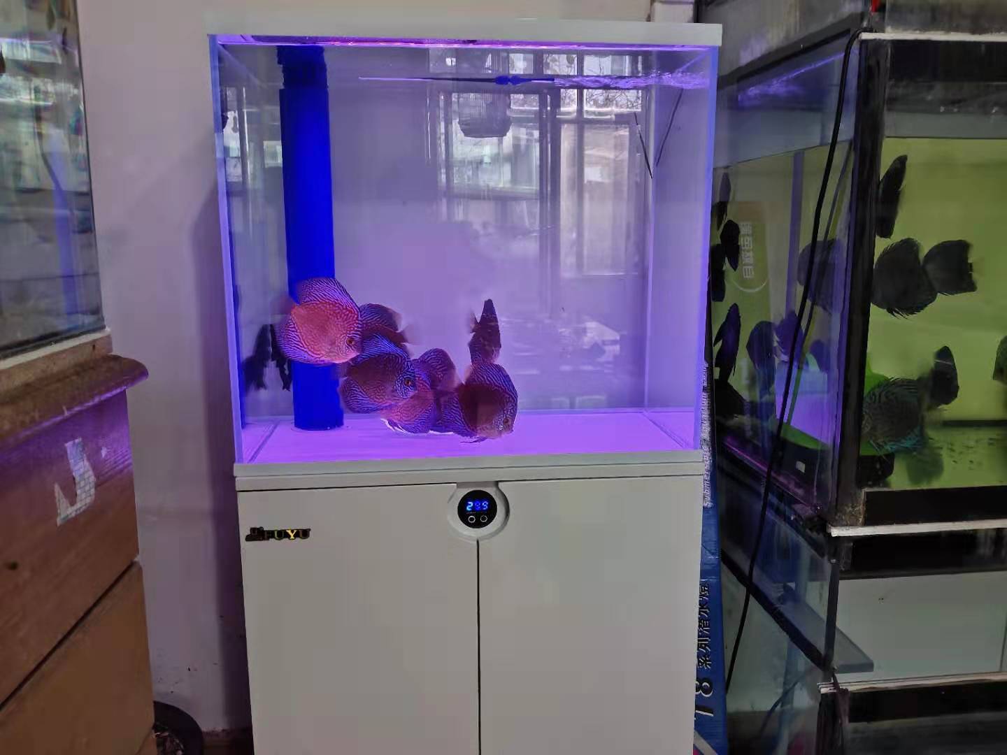 七彩神仙鱼水质ph值高了怎样调,60厘米鱼缸如何养水