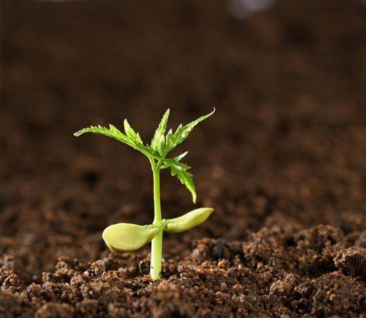 如何判断土壤的酸碱性,怎么判断土壤的酸碱性