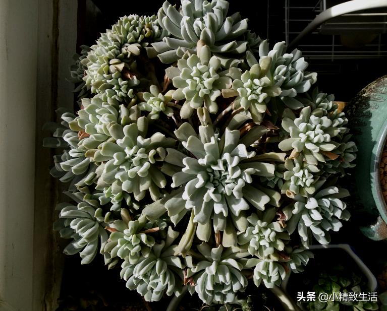 多肉特玉莲老桩图片,多肉玉莲爆盆怎么办