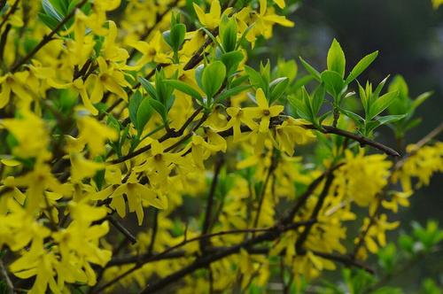花艺插花常见花名有哪些,鲜花插花的技巧有哪些