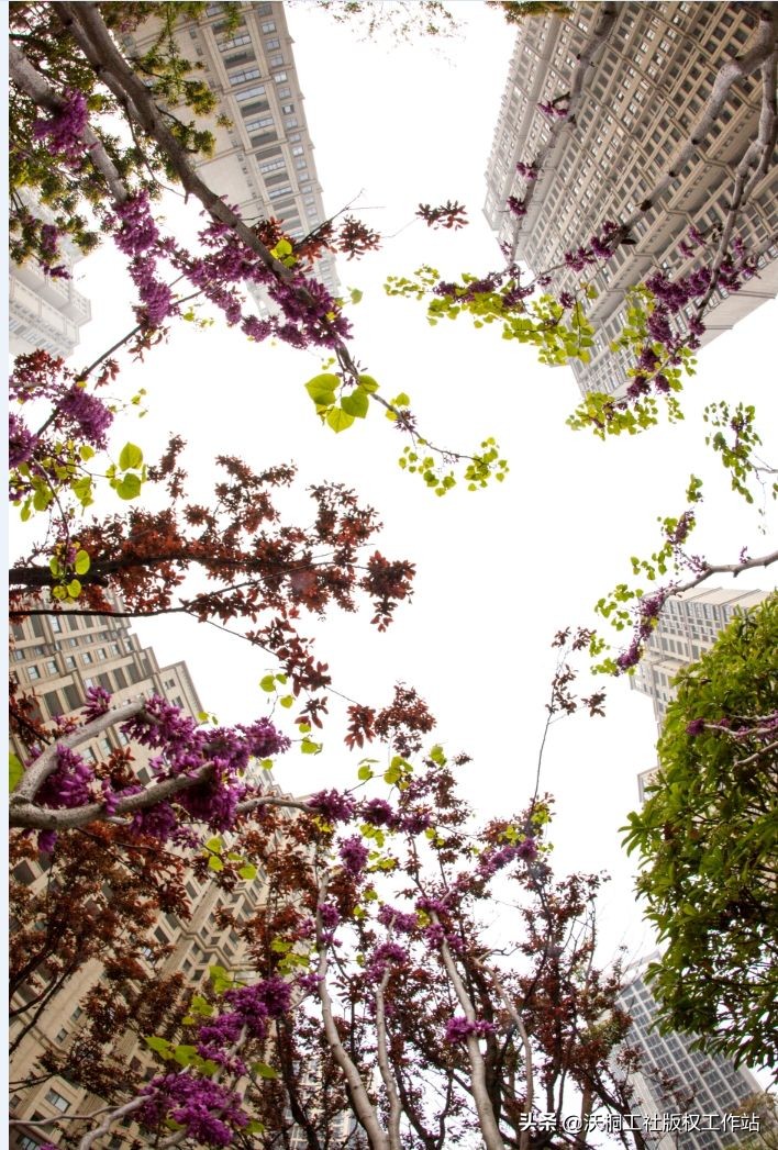 祥泰之州—凤城有佳木