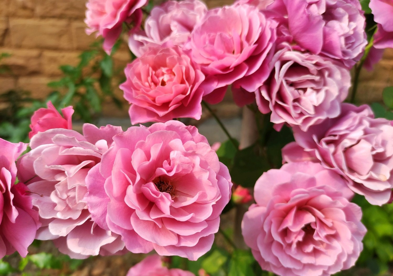 新手养什么花好看又好养,新手养什么盆栽最好