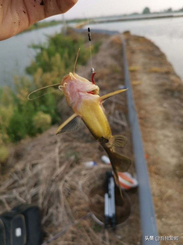 为什么大板鲫吃口很轻,大板鲫一般多少度吃口