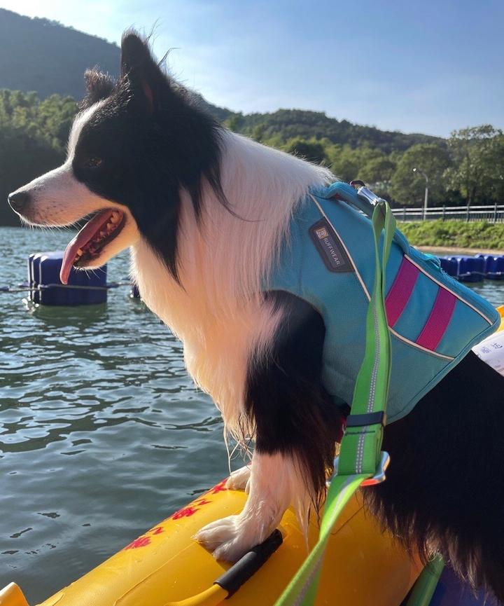 狗狗胃不好老是呕吐怎么调理,狗狗胃不舒服不吃东西怎么办呢