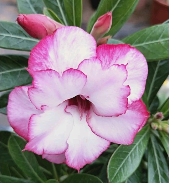 84个沙漠玫瑰品种，收起来慢慢看，待到来年春天选几种喜欢的养