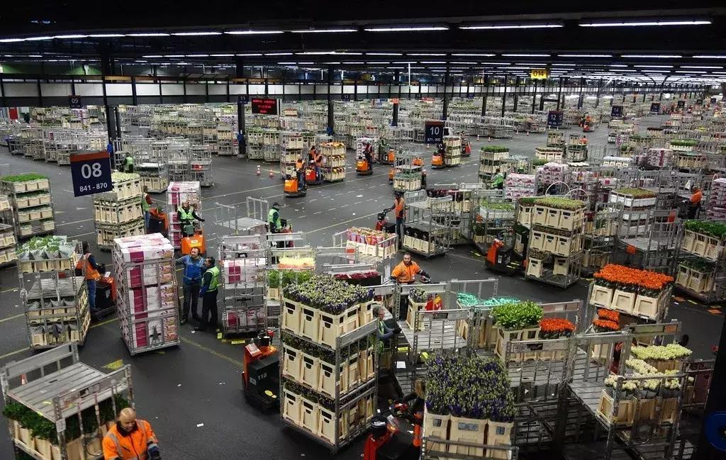 世界顶级鲜花市场,全国最大鲜花交易市场