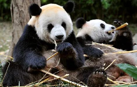 春节广州长隆野生动物世界攻略,广州长隆野生动物世界旅游攻略