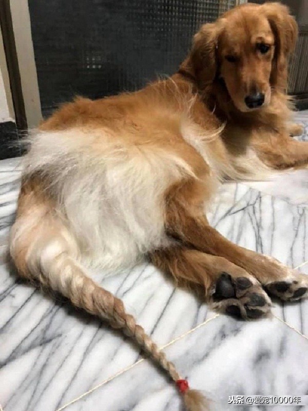 金毛的毛毛太长了，方便的时候总是弄脏，铲屎官就给编了根大辫儿