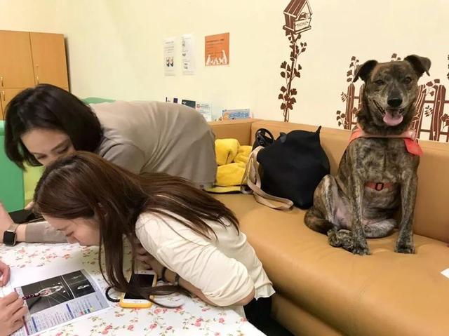 狗狗癌症晚期症状及治疗,狗狗癌症主人选择安乐死