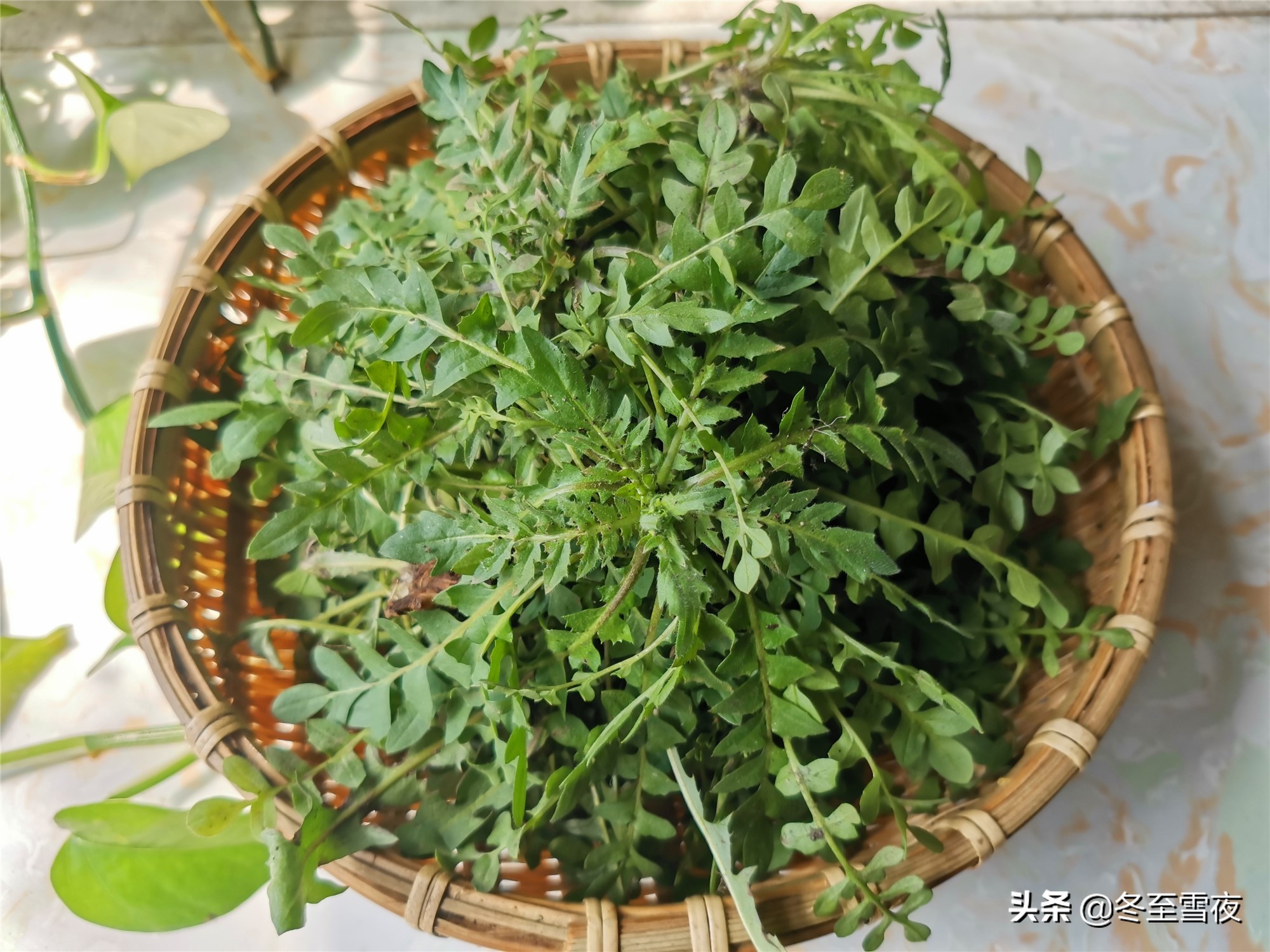 荠菜和蒿子怎么分辨,荠菜和芥菜怎么区分