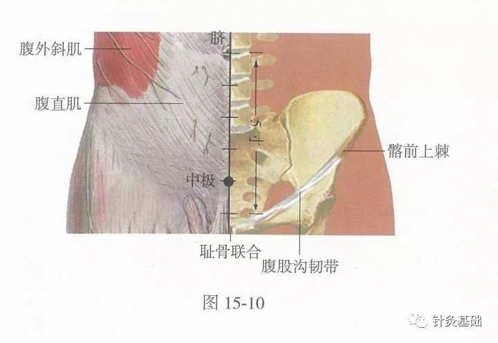 脏腑的募穴的作用是什么,募穴是离脏腑最近的穴位