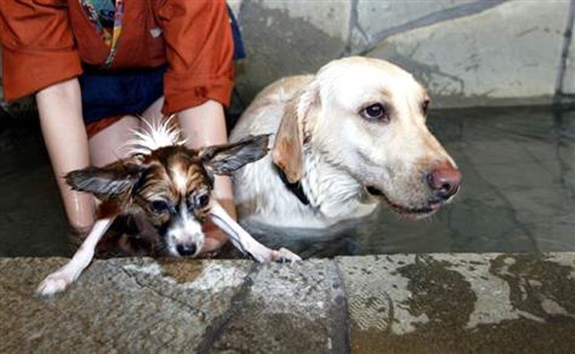 狗狗常见6种皮肤病,狗狗几种常见的病