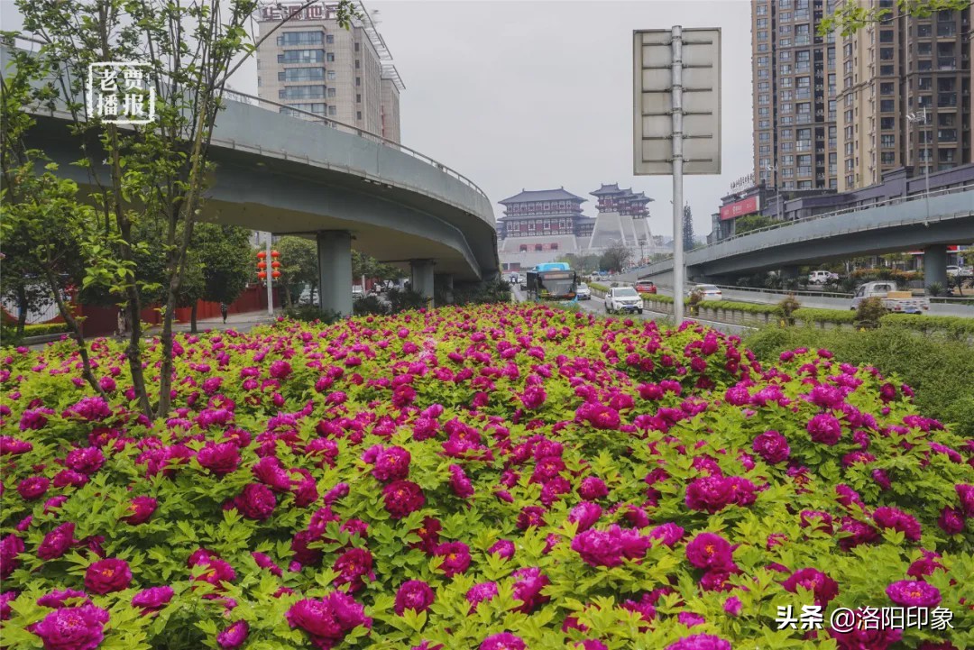 洛阳游玩资讯最新,洛阳旅游年票外地人可以办吗