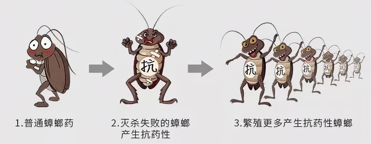 蟑螂可以踩死吗会留下虫卵吗,蟑螂踩了真的会留下虫卵吗