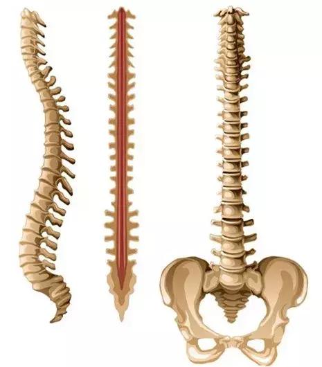 椎间盘突出和椎管狭窄症状的区别,腰椎管狭窄症的症状