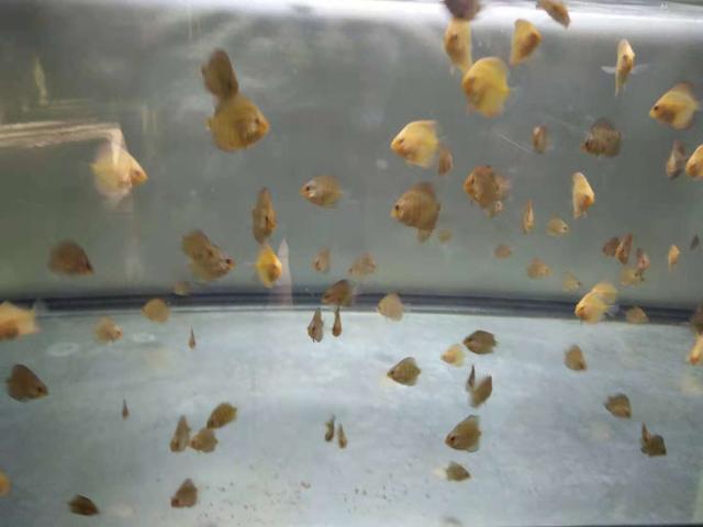 鱼缸杀菌灯会杀掉硝化细菌吗,鱼缸杀菌灯对硝化细菌有影响么