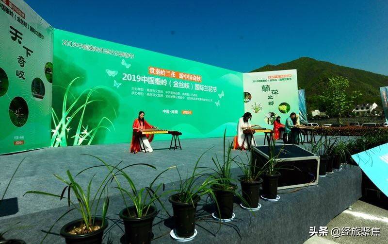 金丝峡兰花节完整视频,金丝峡兰花节