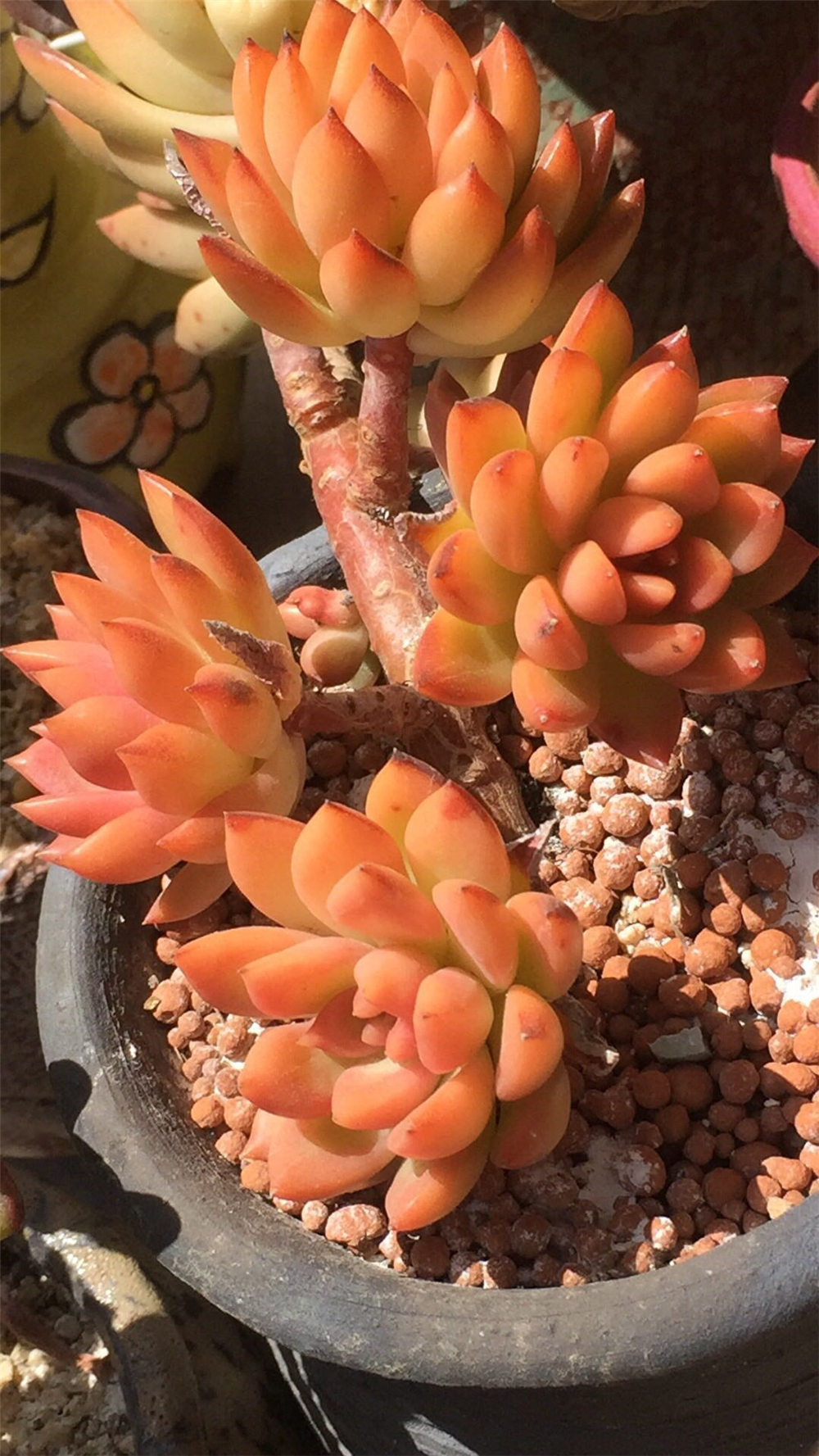 夏天多肉泥土里容易长虫,夏天多肉浇水会死吗